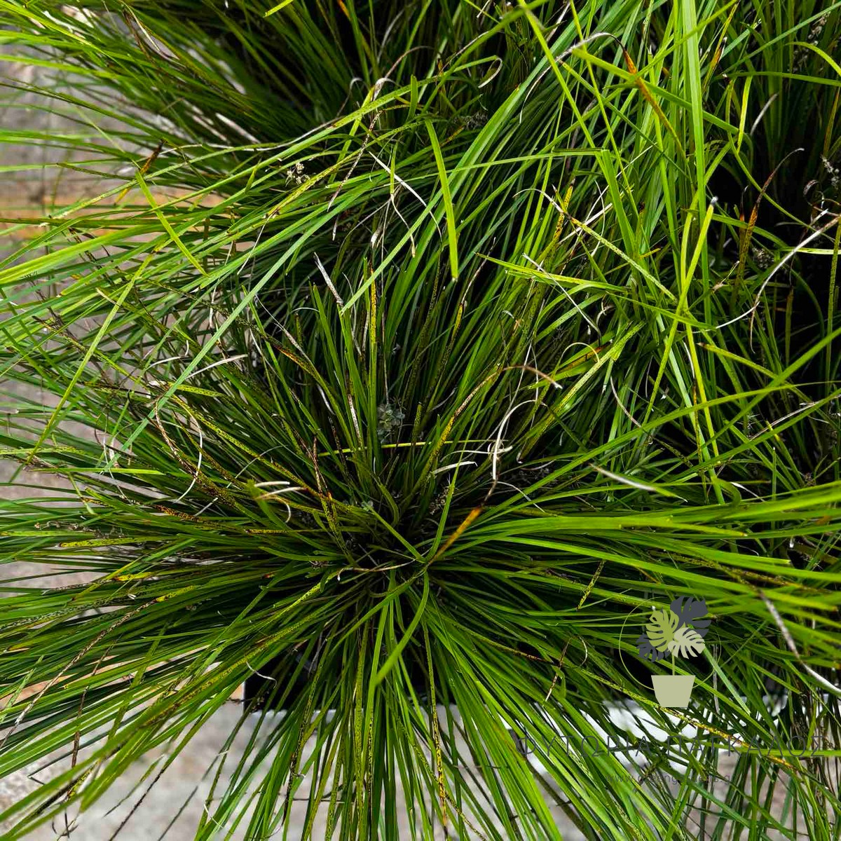 Λομάνδρα (Lomandra longifolia) | Αειθαλές Διακοσμητικό Φυτό για Σύγχρονους Κήπους - 4 lt